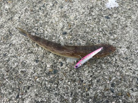 ポーアイ沖ハマチツバス